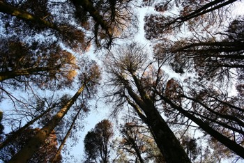 This photo of treetops in a forest was taken  by photographer Rodolfo Clix of Sao Paulo, Brazil.